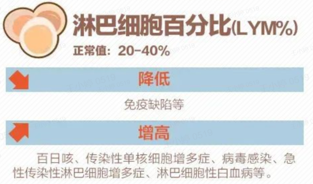 淋巴细胞.jpg