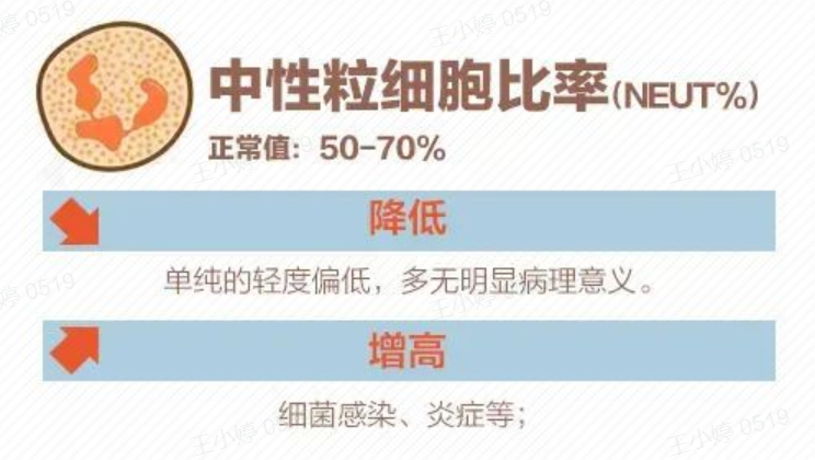 中性粒细胞.jpg
