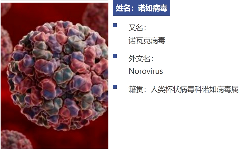 图1病毒简历.jpg