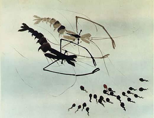小蝌蚪，图4.jpg