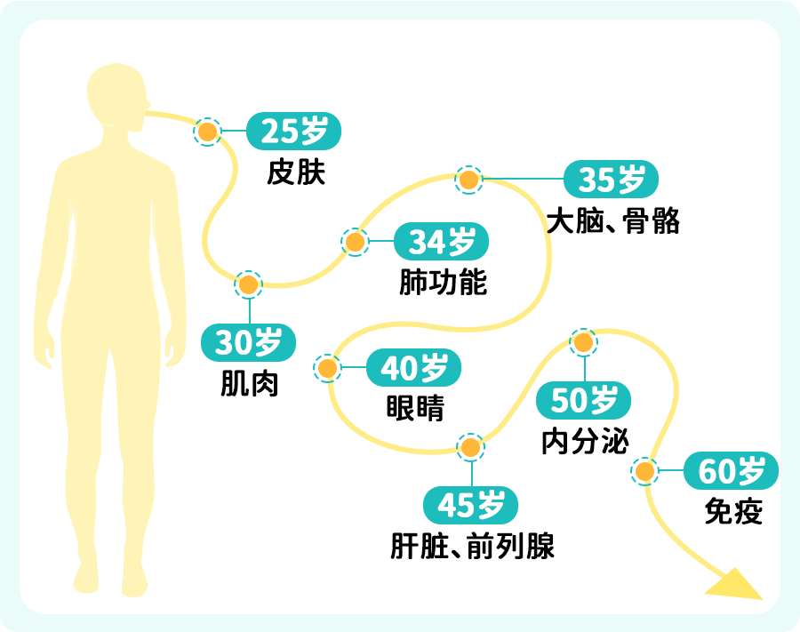 器官衰老，图3.png