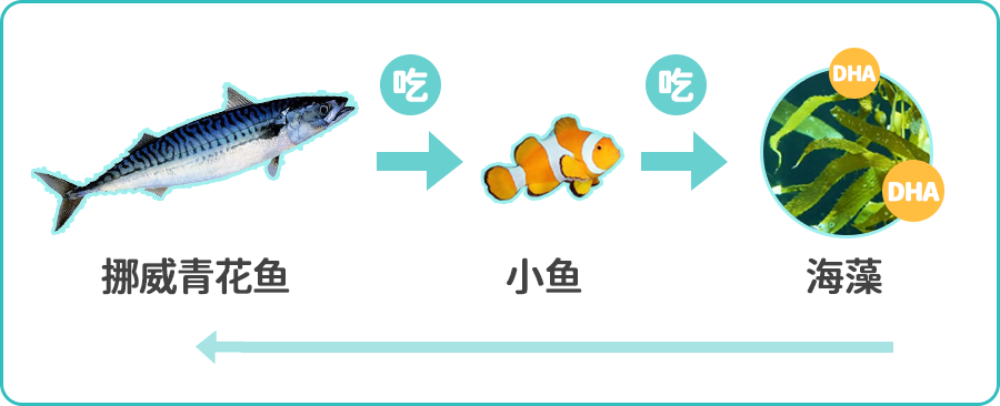 DHA含量，图4.png