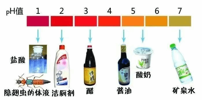 隐翅虫，图2.png