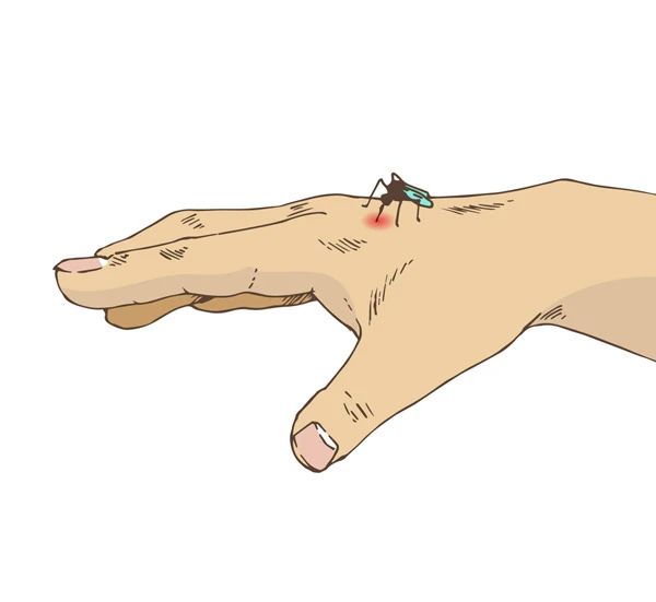 隐翅虫，图5.jpg